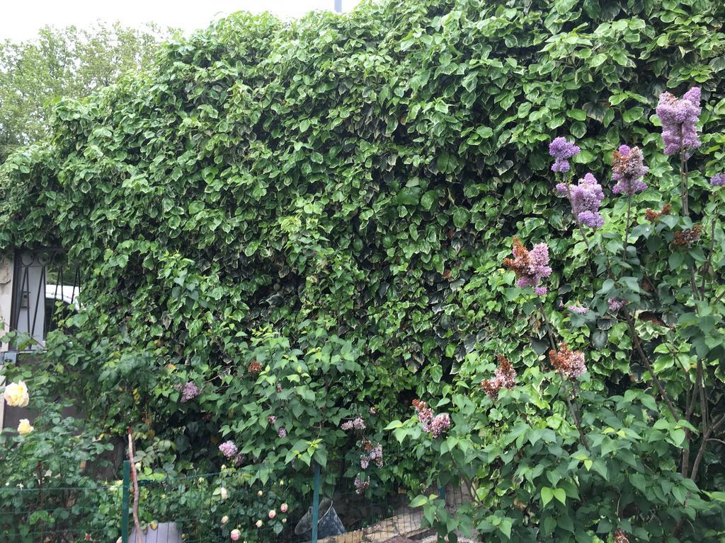 Portail Du Ventoux Central Luxe Jardin Linge Fourni Malaucène Kültér fotó
